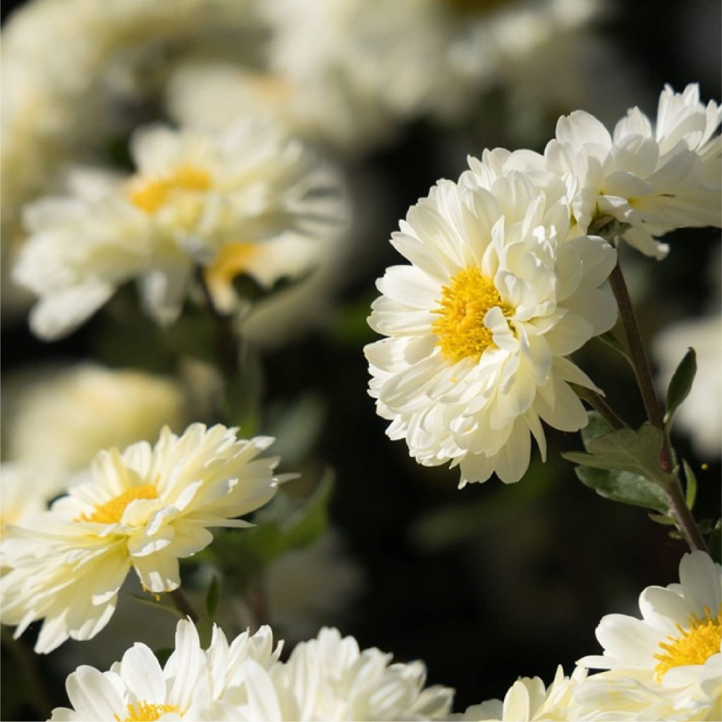 Floriography: The Symbolism of Chrysanthemums